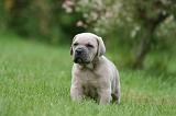 CANE CORSO 1037